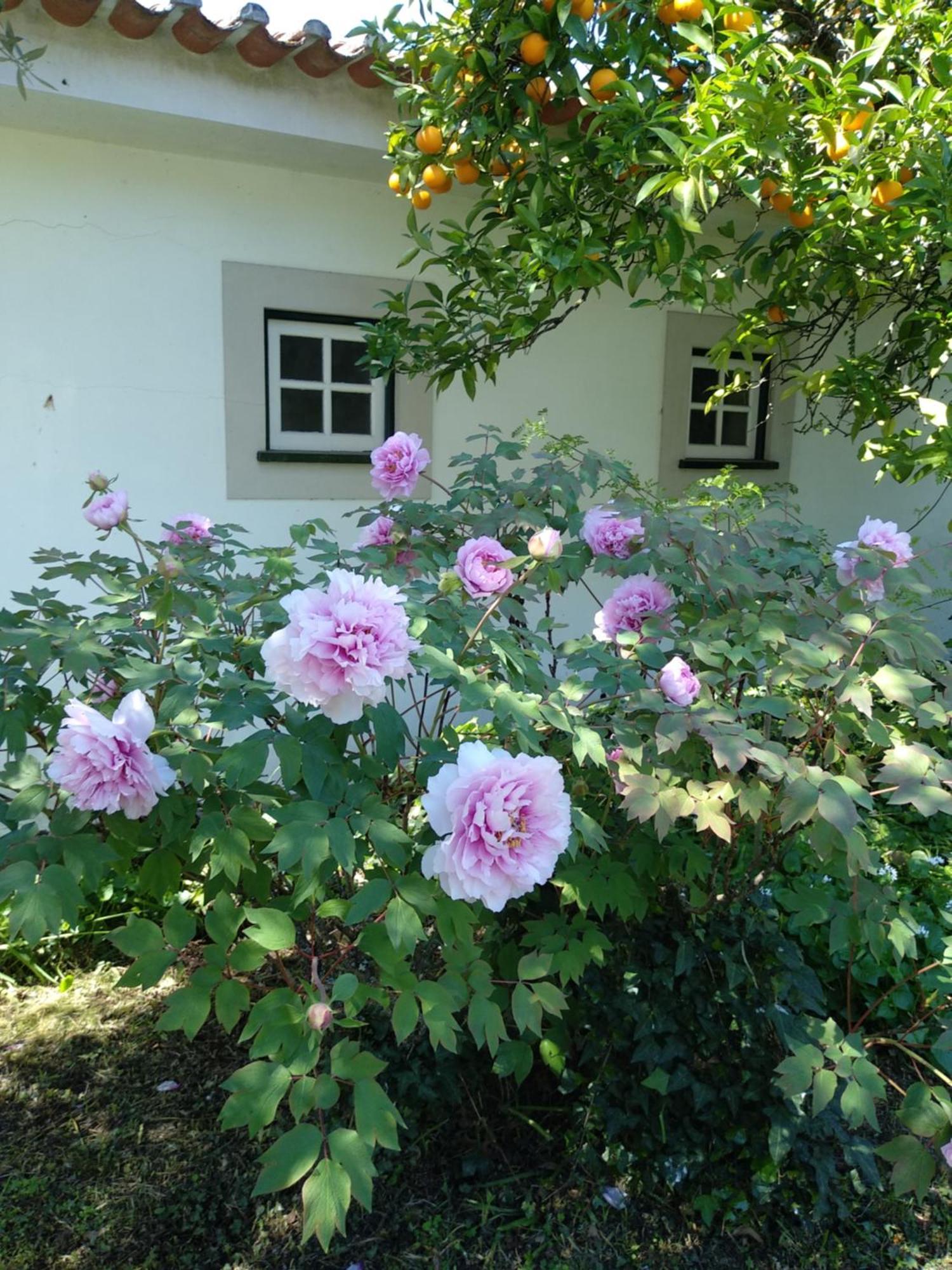 Casas Do Zagao - Turismo Rural Carregal do Sal ภายนอก รูปภาพ